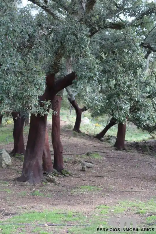 Terreni e lotti in vendita a Cortes de la Frontera, imagen 31