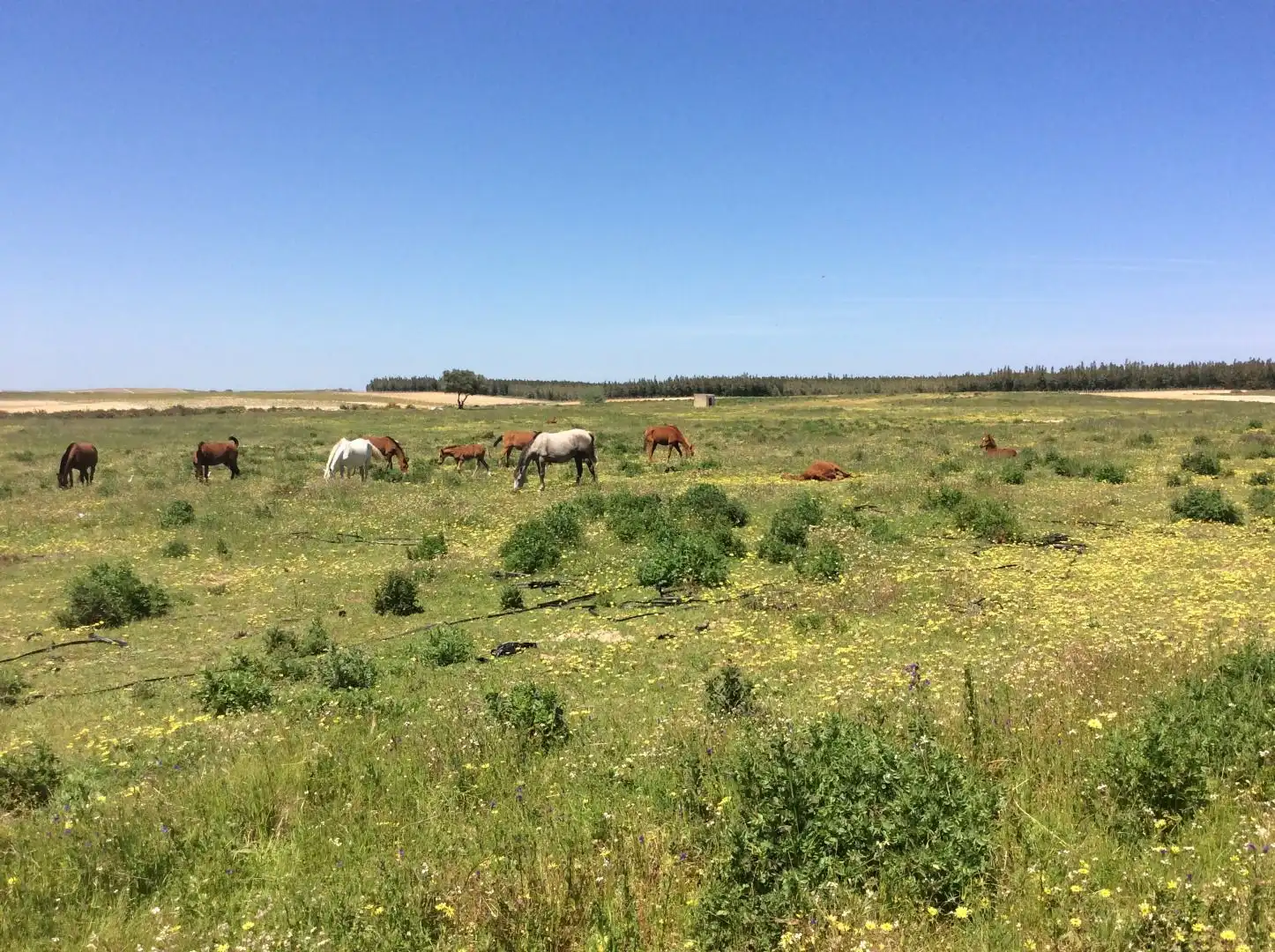 Land for sale in Almonte