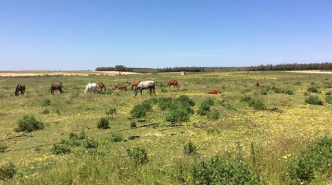Photo 4 of Land for sale in Almonte ciudad, Almonte