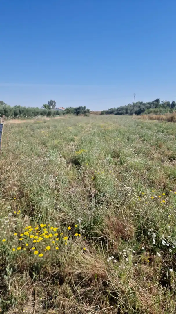 Terreno rustico in vendita a La Coronada
