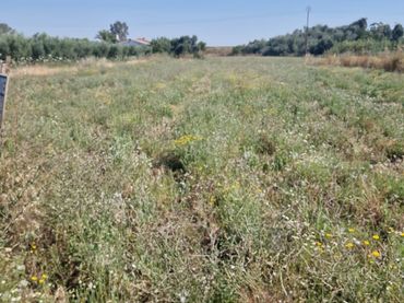 Terrain rustique à vendre à La Coronada