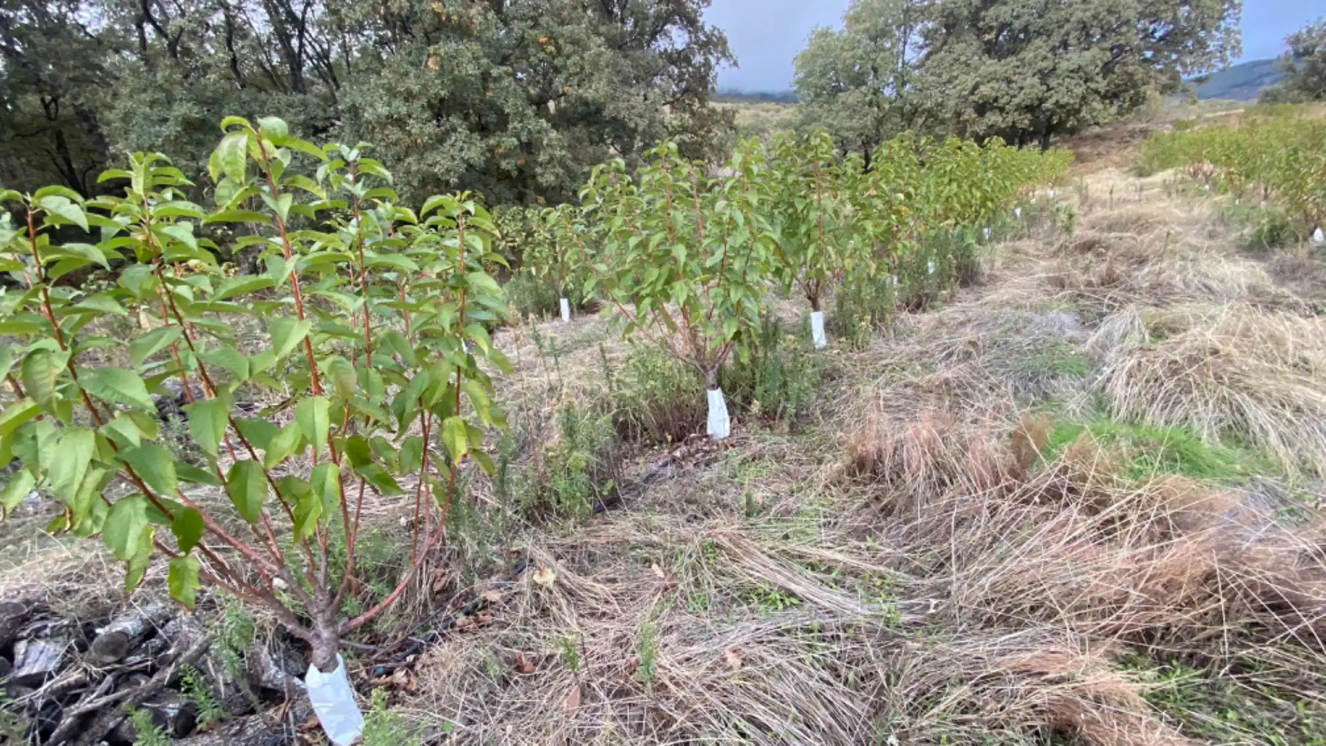 Terreni e lotti in vendita a Gargüera, imagen 4