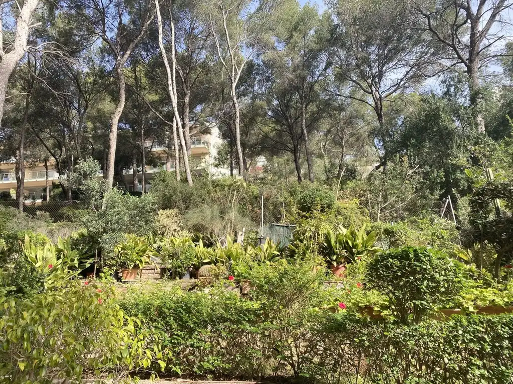 Jardí de Apartament en venda en Calvià amb Aire condicionat i Terrassa