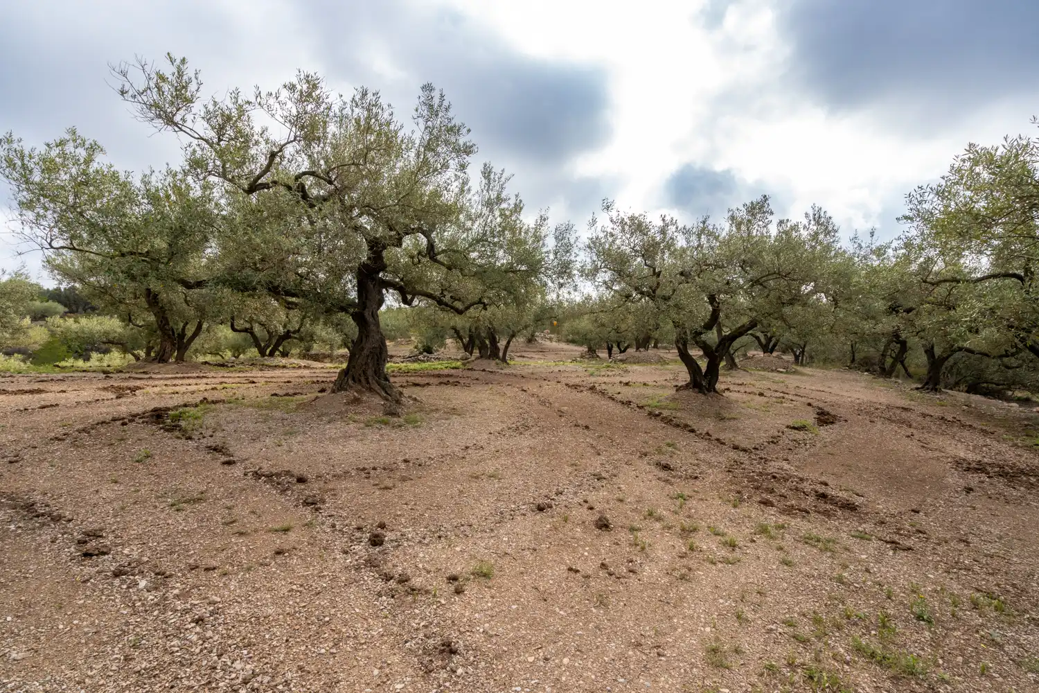 Terreno en venta en Mas de Barberans