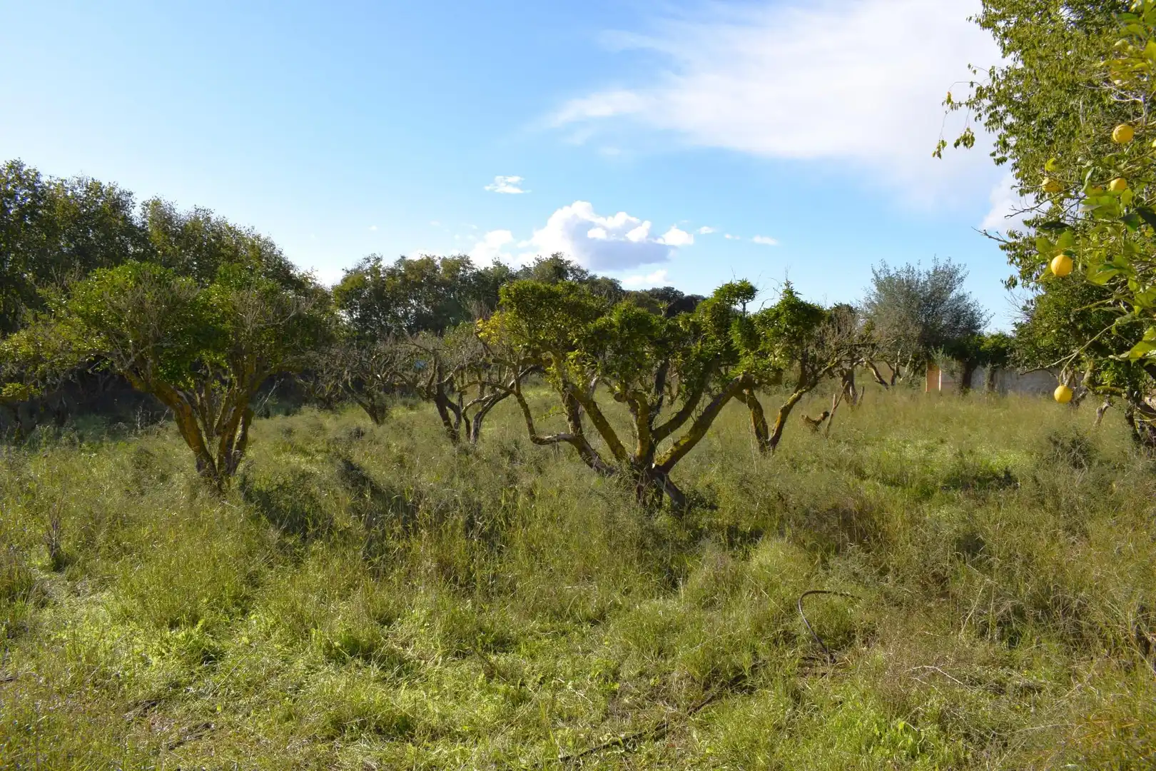 Residential land for sale in Llubí, imagen 19