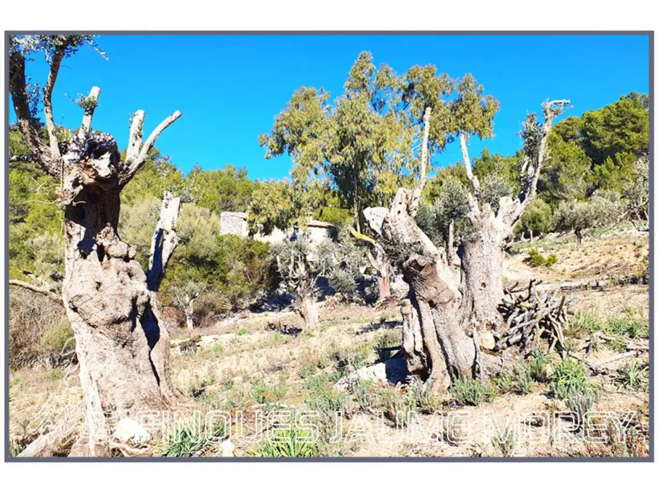 Vista exterior de Finca rústica en venta en Mancor de la Vall con Jardín privado y Terraza