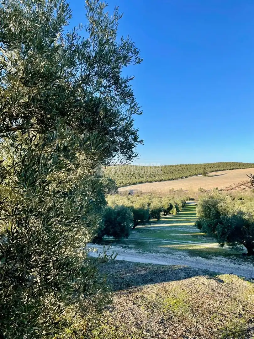 Terrenos y solares en venta en Úbeda, imagen 3