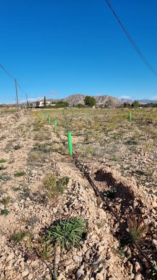 Land for sale in Aspe