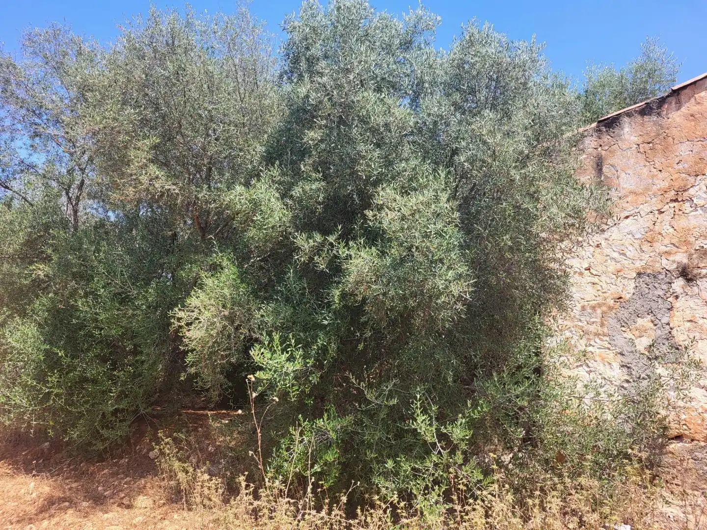 Casa rústica en venda a Vall d'Alba, imagen 5