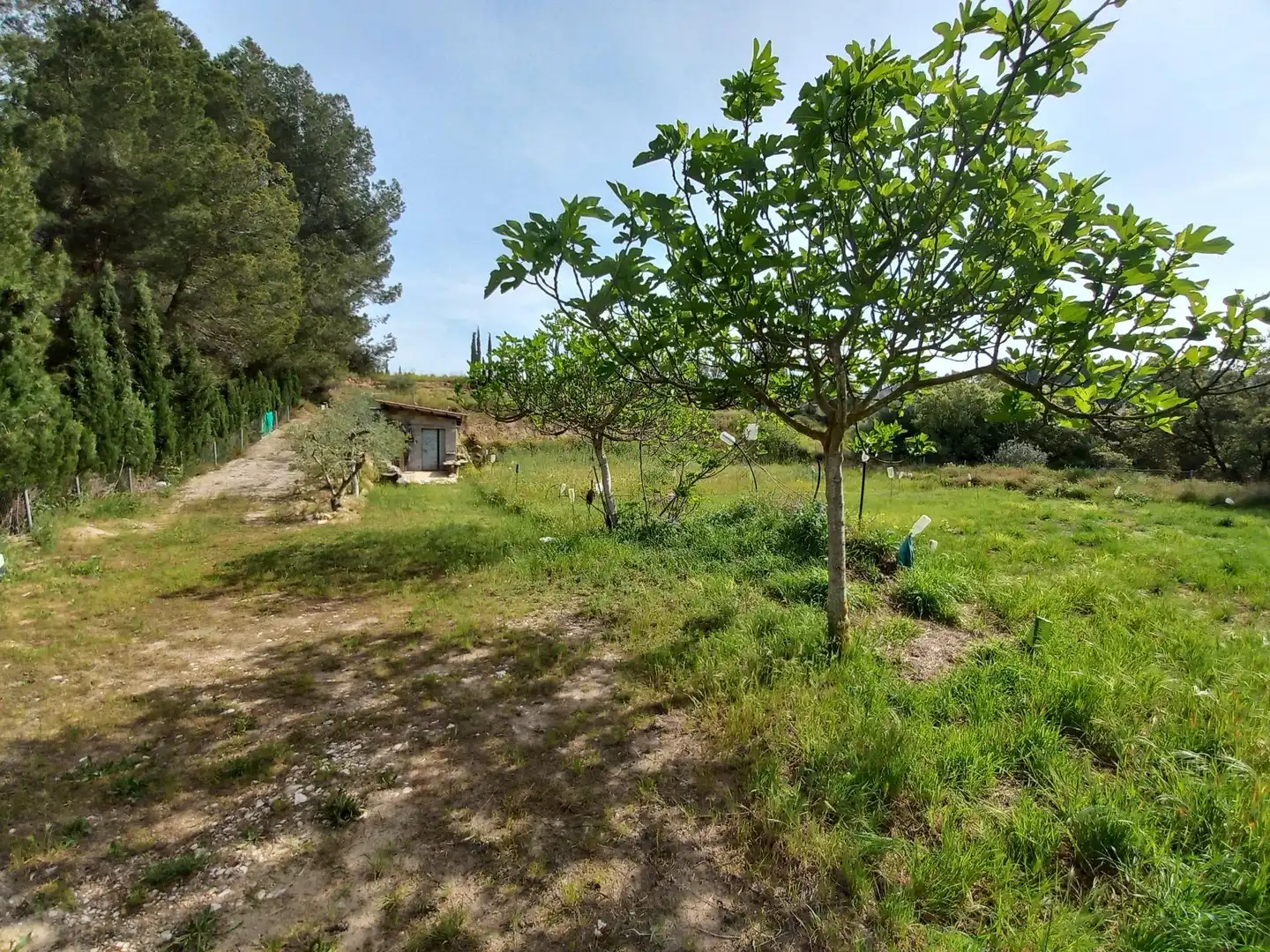 Rural land for sale in Ginestar, imagen 4