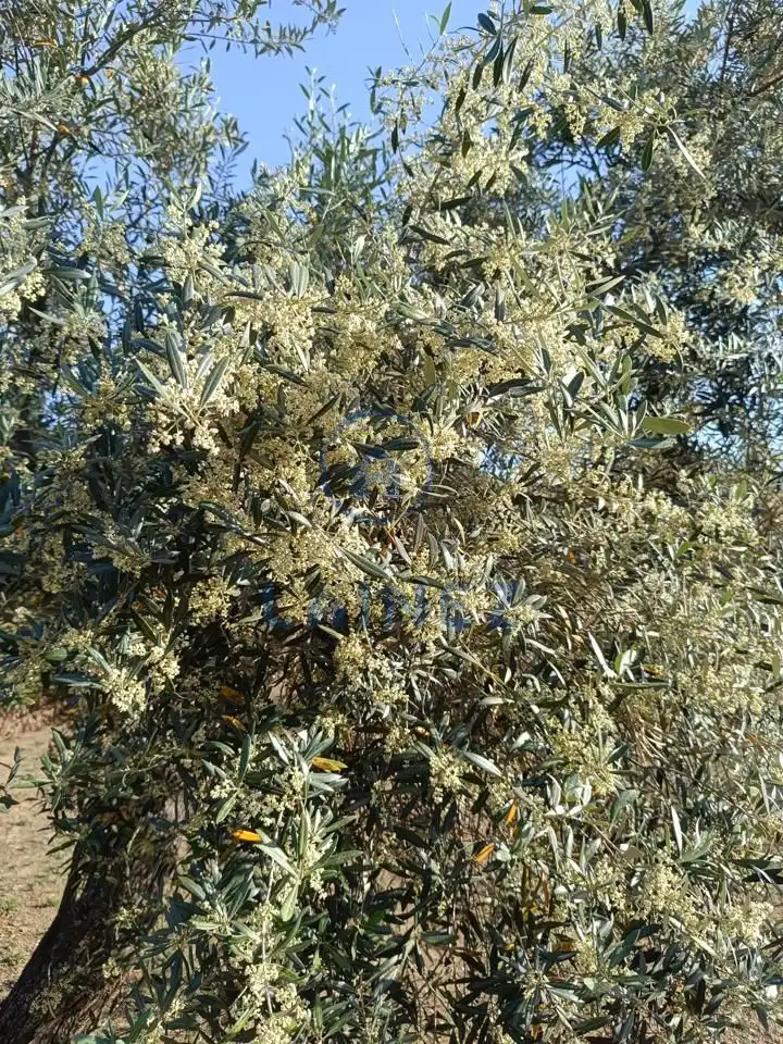 Grundstücke und Bauplätze zum Verkauf in Norte-Sierra, imagen 24