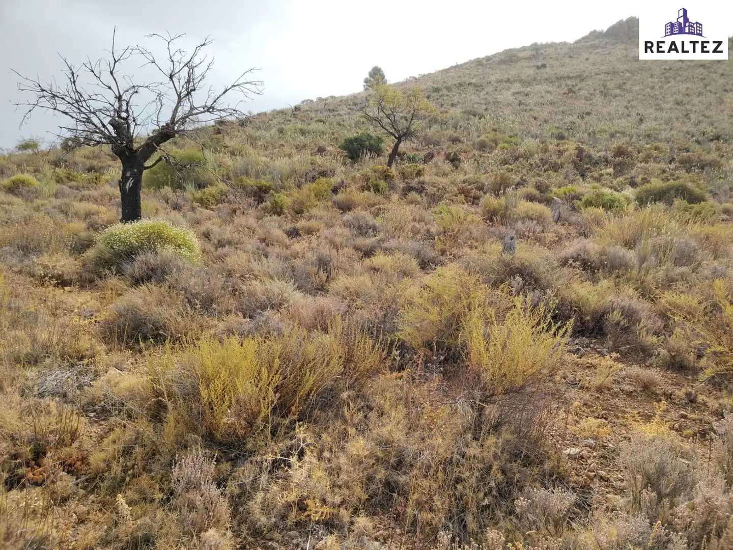 Terrain rustique à vendre à Alcolea, imagen 7