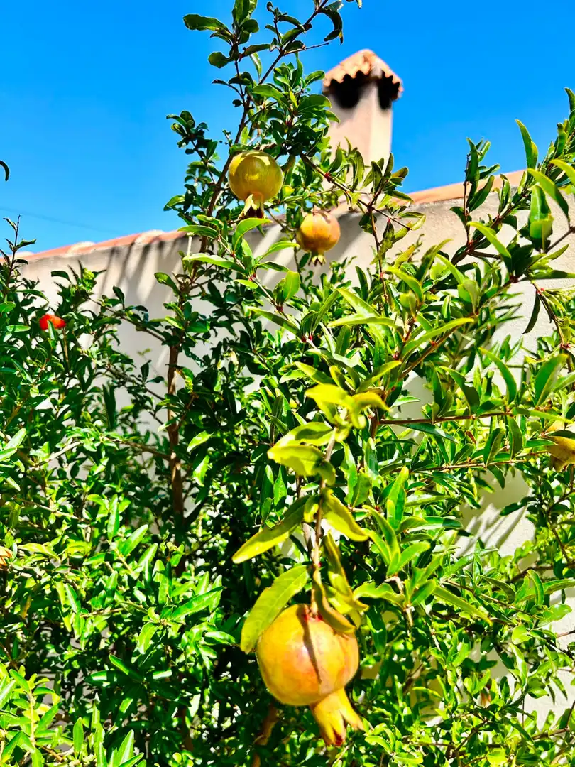 Jardí de Casa o xalet en venda en Torrevieja