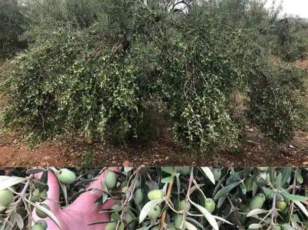 Land for sale in Cabanes