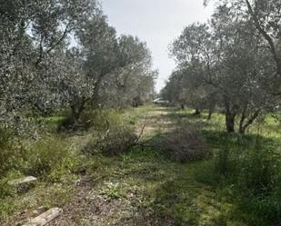 Land for sale in Chiclana de la Frontera