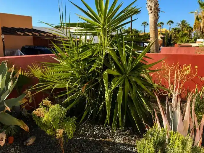 Jardí de Casa o xalet en venda en La Oliva amb Piscina