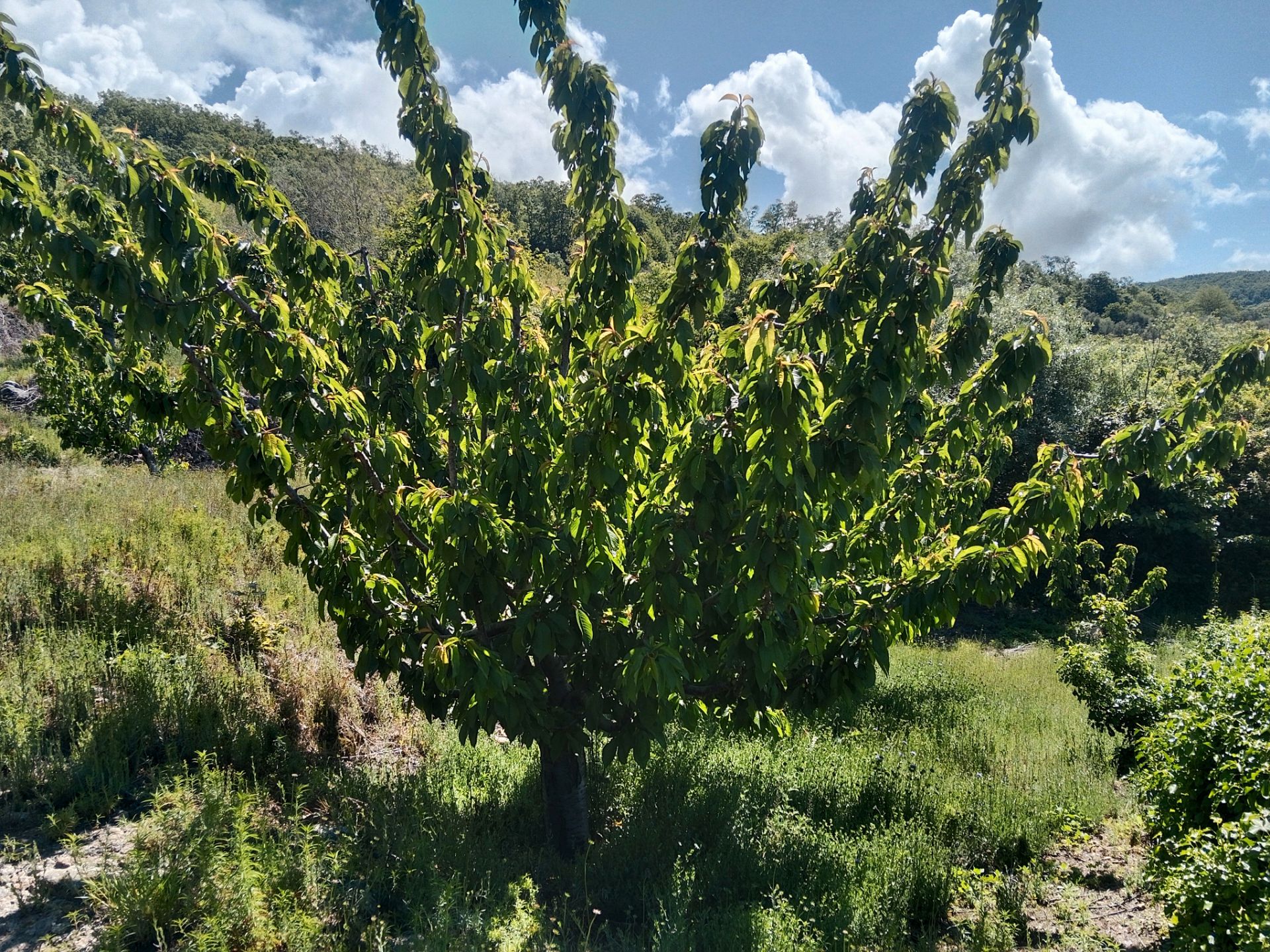 Garten von Grundstücke zum verkauf in Barrado
