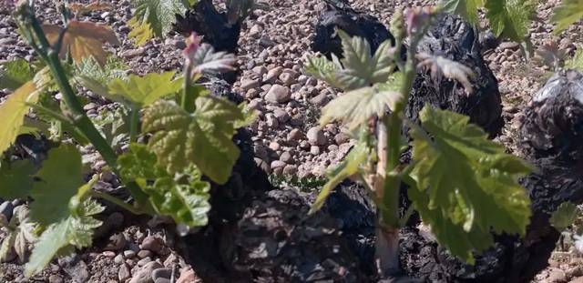 Terreno en Venta en Carretera de Aranda en Baños de Valdearados