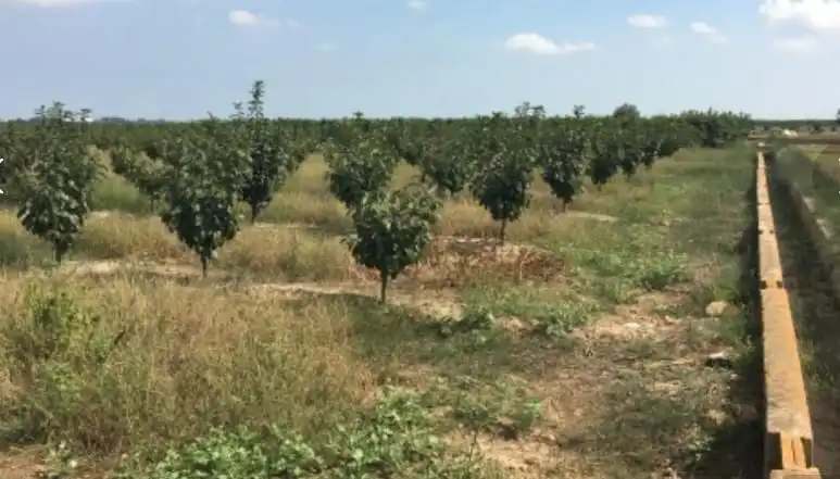 Rural land for sale in Sollana