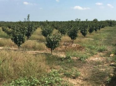 Terreno rustico in vendita a Sollana