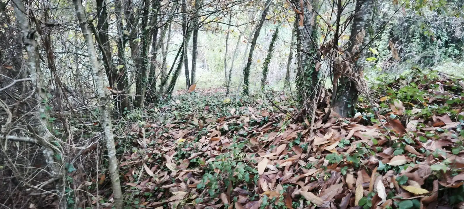 Terreny rústic en venda a Bouza (A)-Pontellas, imagen 6