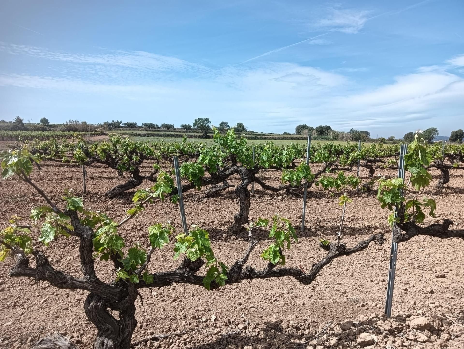 Terreno en venta en L'Arboç