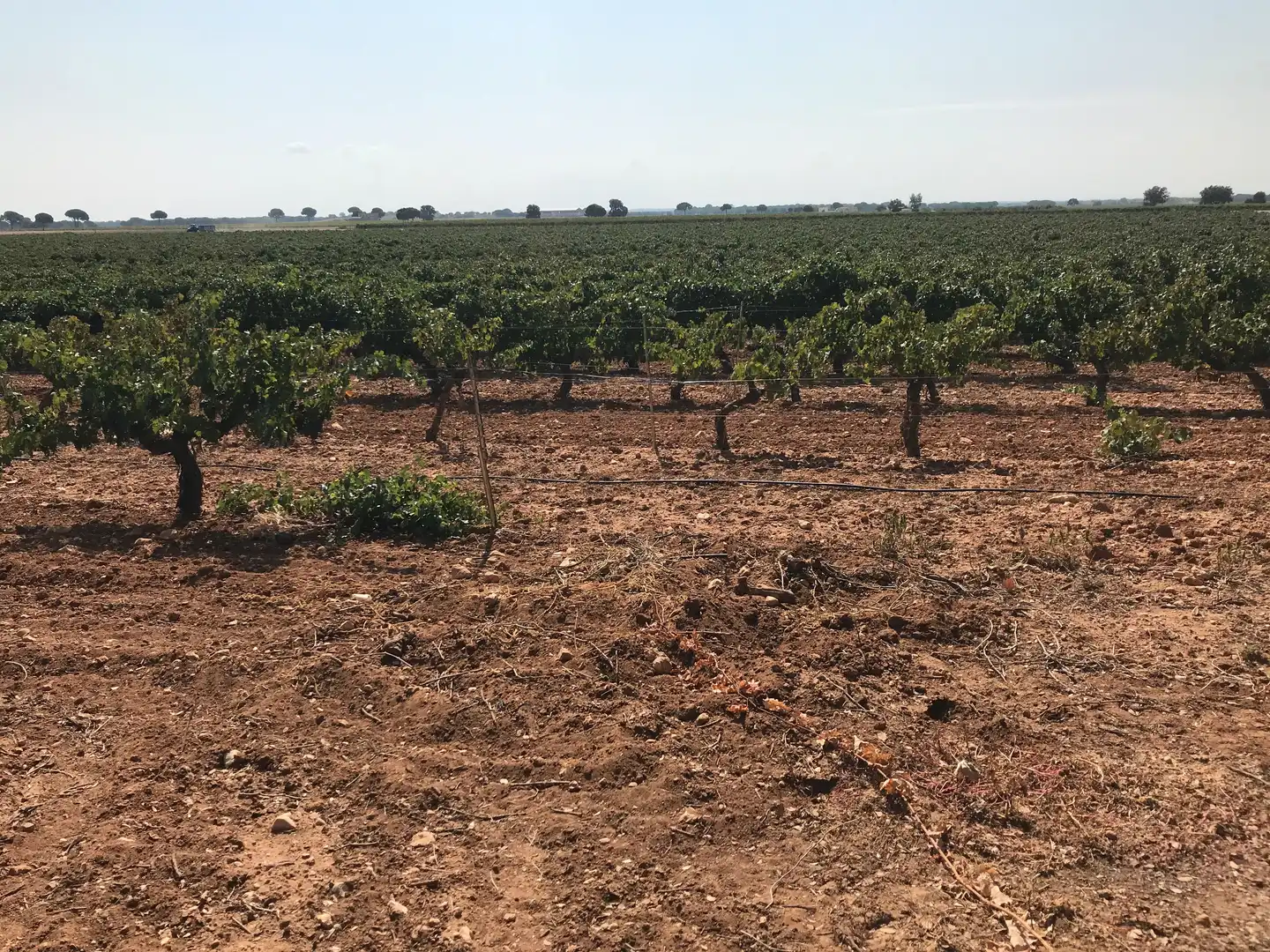 Terreni e lotti in vendita a Las Mesas