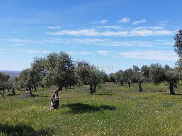 Terreno rustico in vendita a 06430 Zalamea de la Serena, Spain