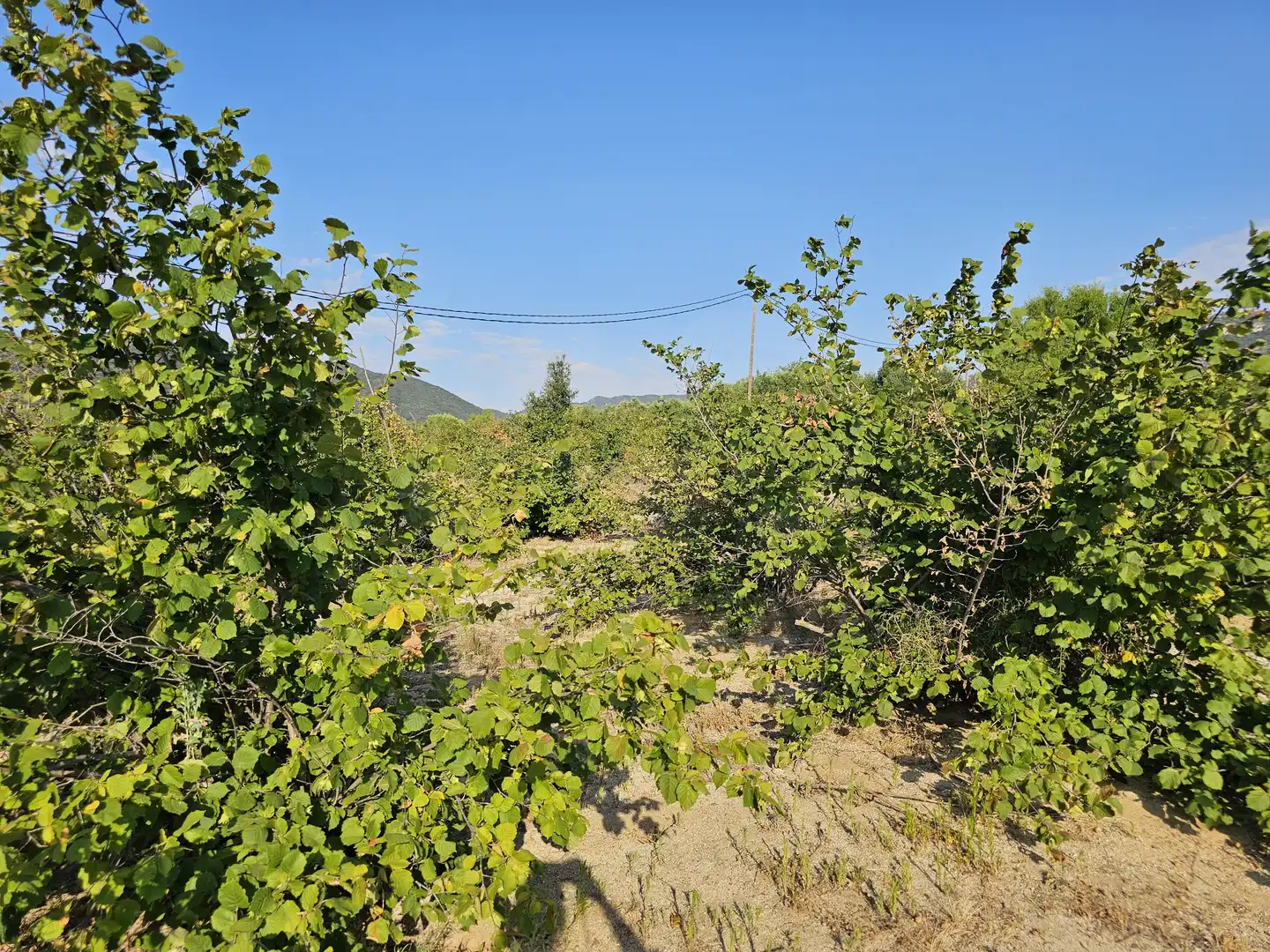 Terrain rustique à vendre à Alforja, imagen 23