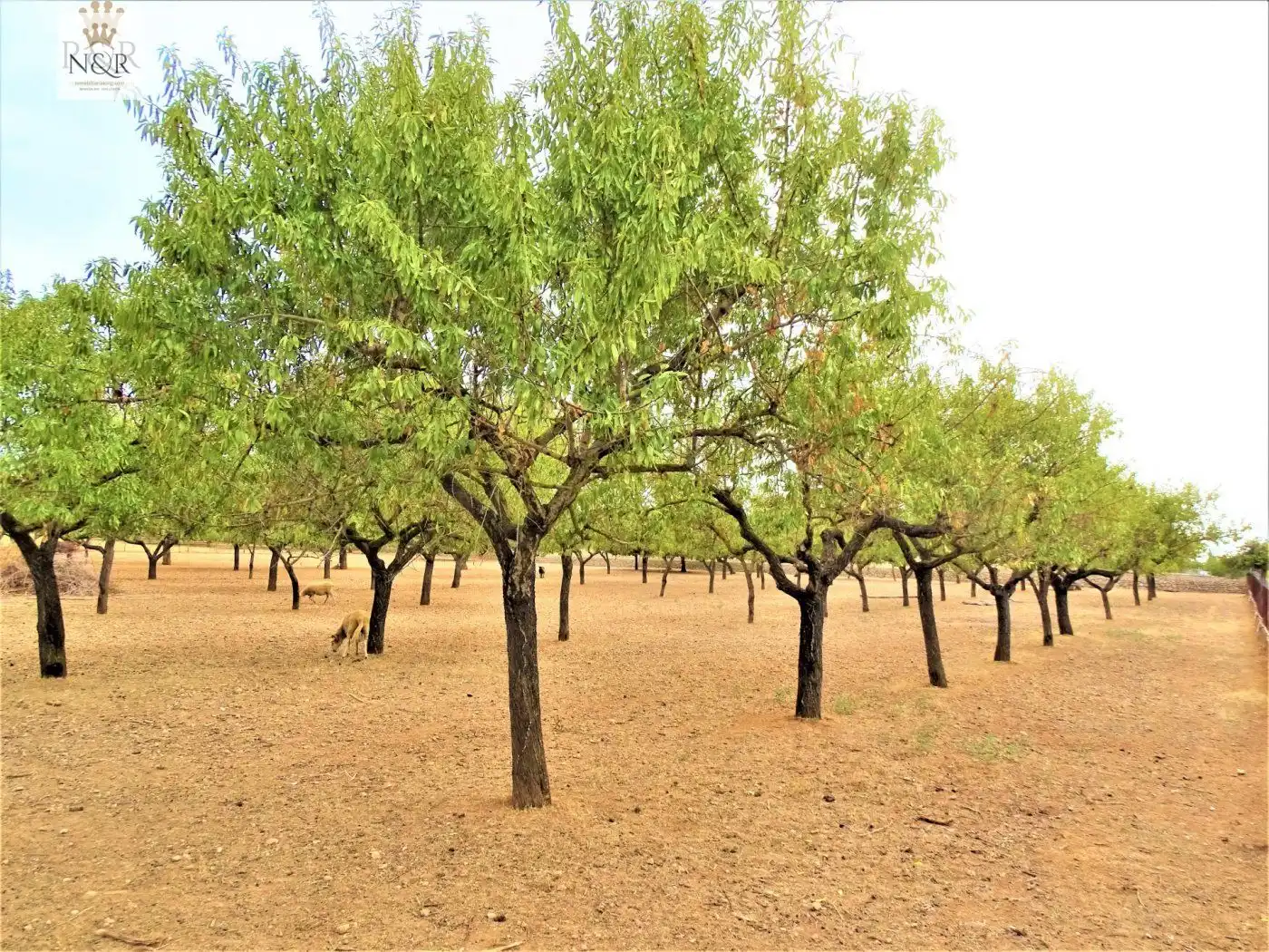 Jardí de Finca rústica en venda en Inca amb Aire condicionat, Calefacció i Jardí privat