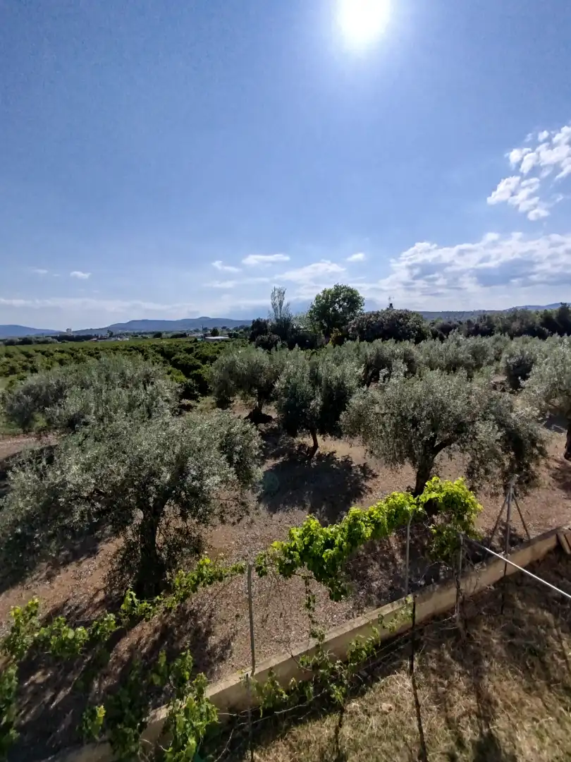 Jardí de Casa o xalet en venda en Benicarló amb Aire condicionat, Calefacció i Jardí privat