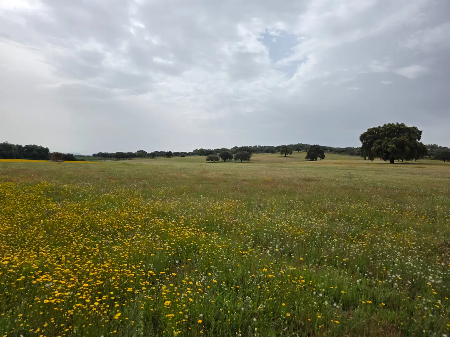 Terreni e lotti in vendita a Olivenza, imagen 13