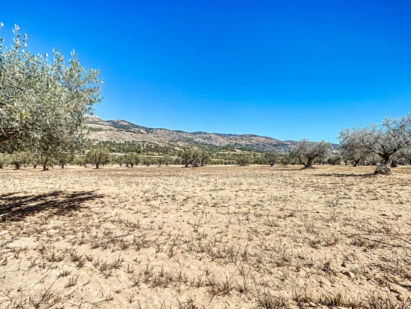 Land for sale in Castalla
