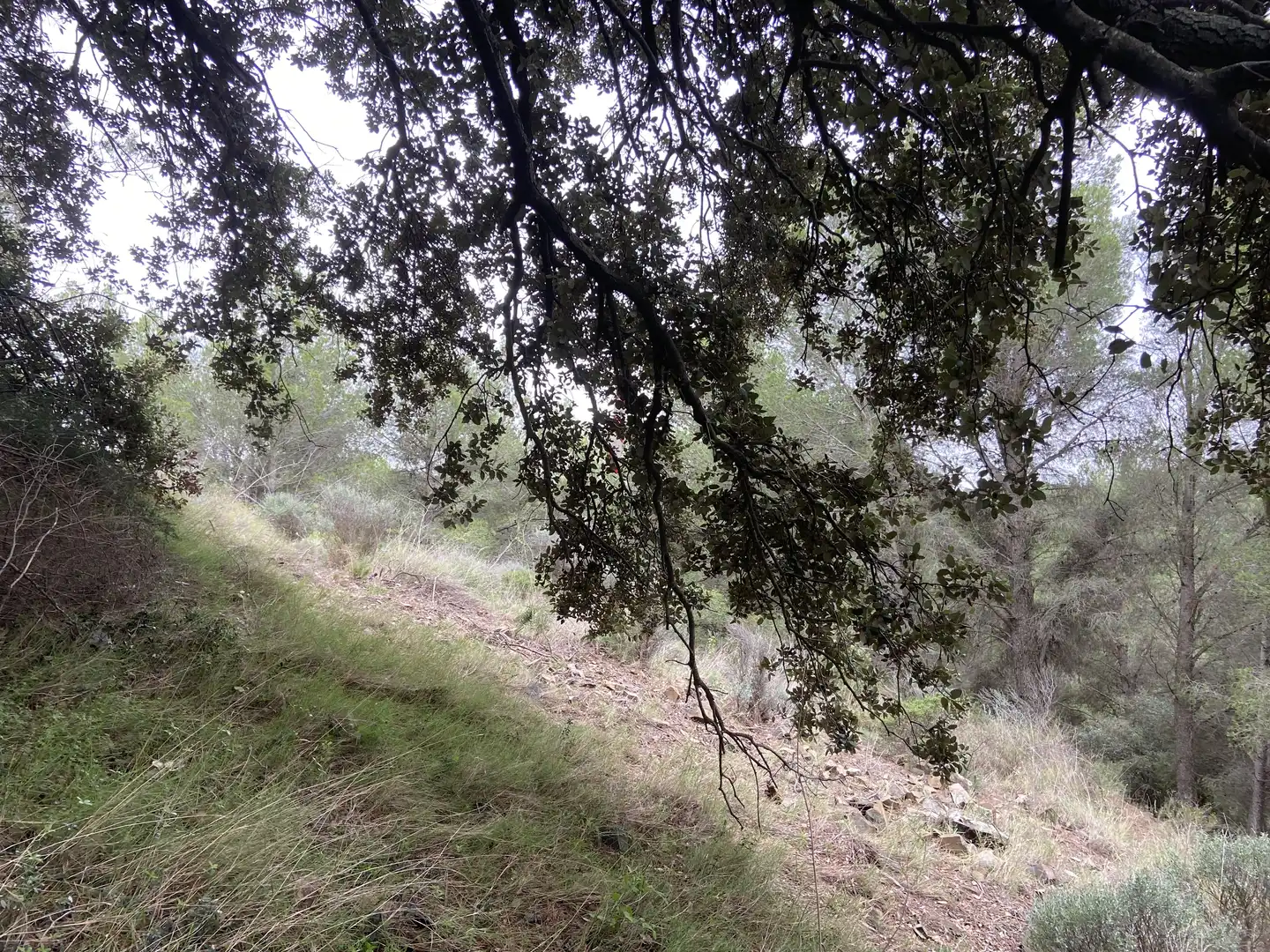 Terreno rustico in vendita a Riudecols