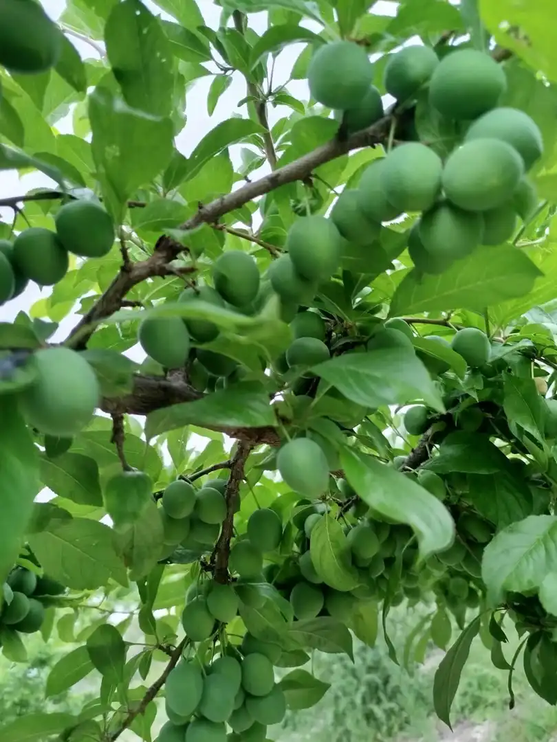 Jardí de Finca rústica en venda en El Palomar, Valencia