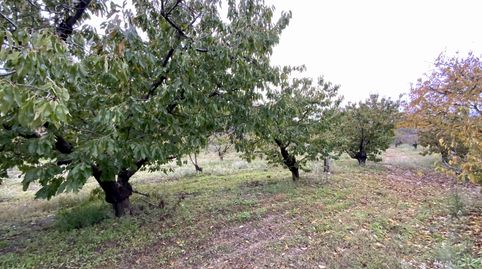 Venta de finca de cerezos con agua en la Vera, immagine 3