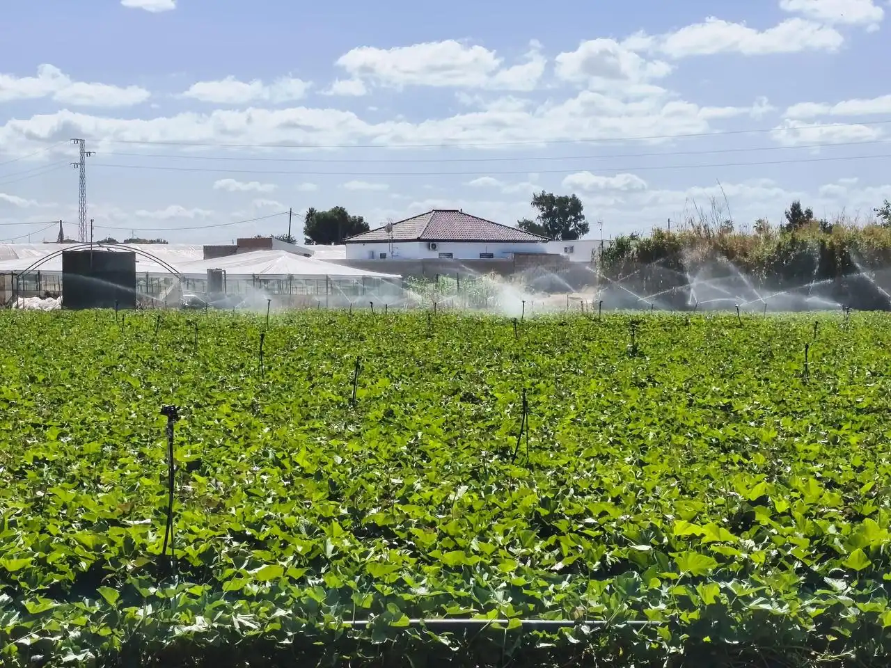 Lands and plots for sale in Camino de la Jara, imagen 2