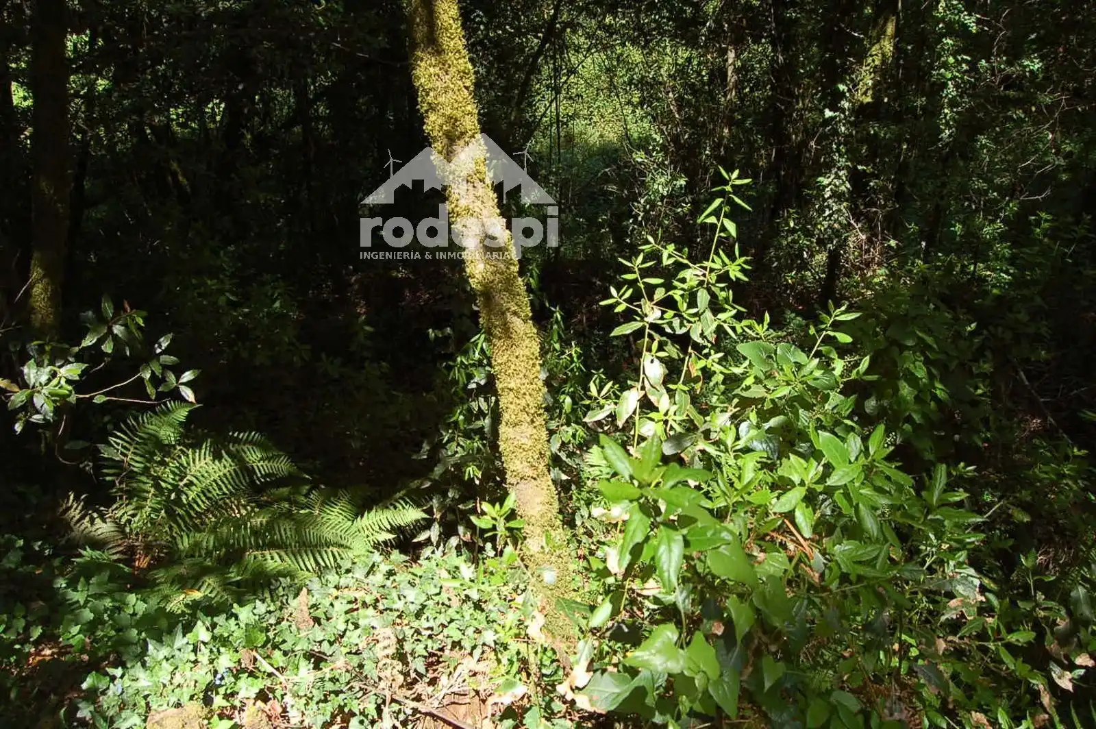 Terrain rustique à vendre à Salvaterra de Miño, imagen 6