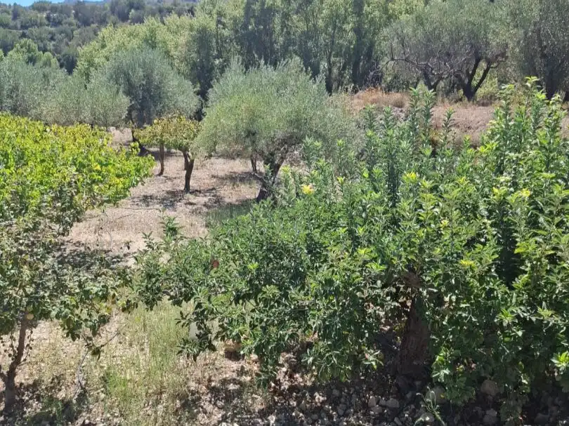 Grundstücke zum Verkauf in Beniardà