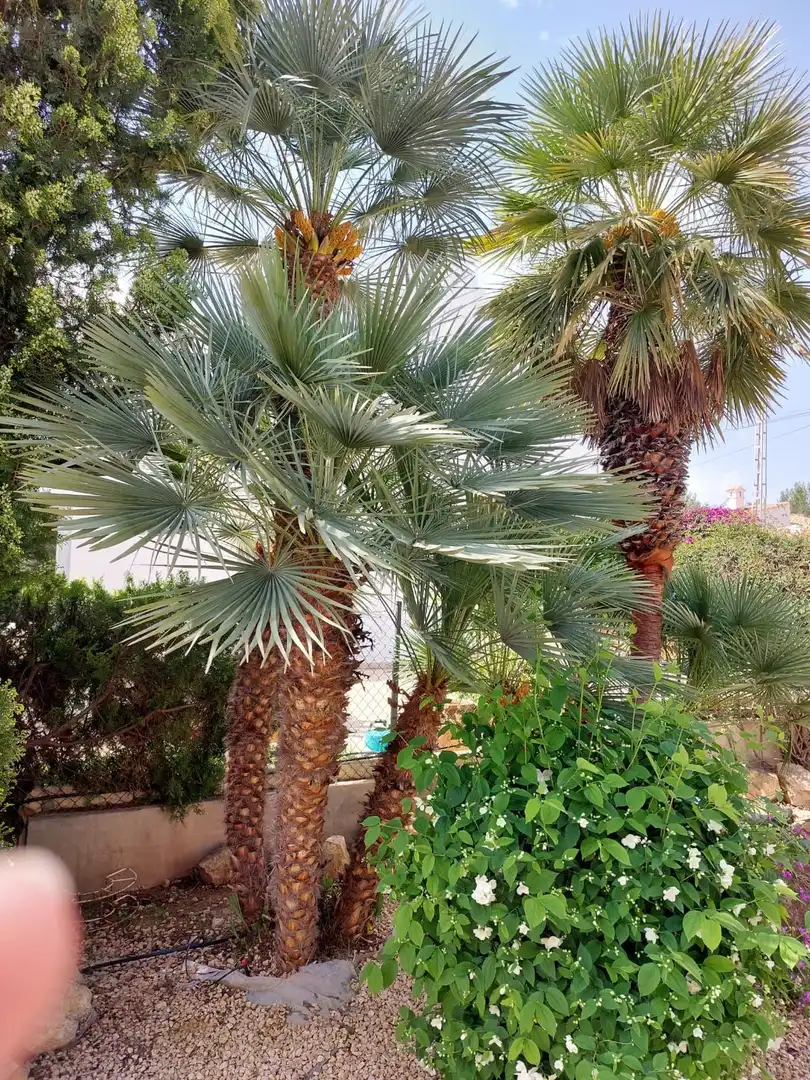 Garten von Haus oder Chalet zum Verkauf in L'Alfàs del Pi mit Klimaanlage, Privatgarten und Terrasse