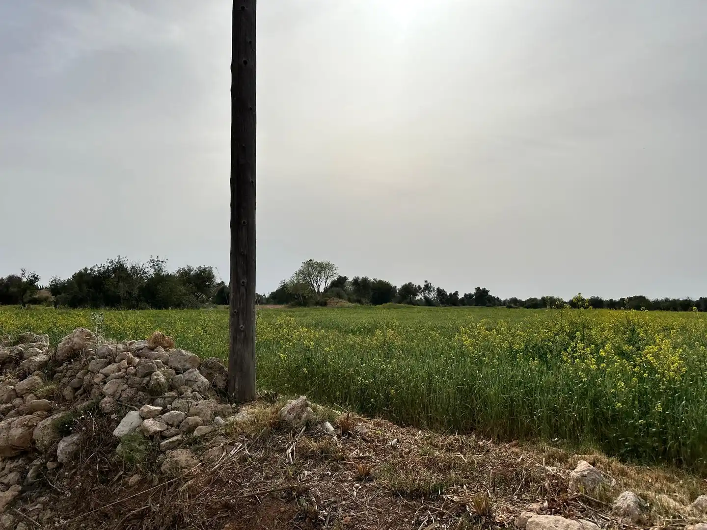 Grundstücke zum Verkauf in Algaida