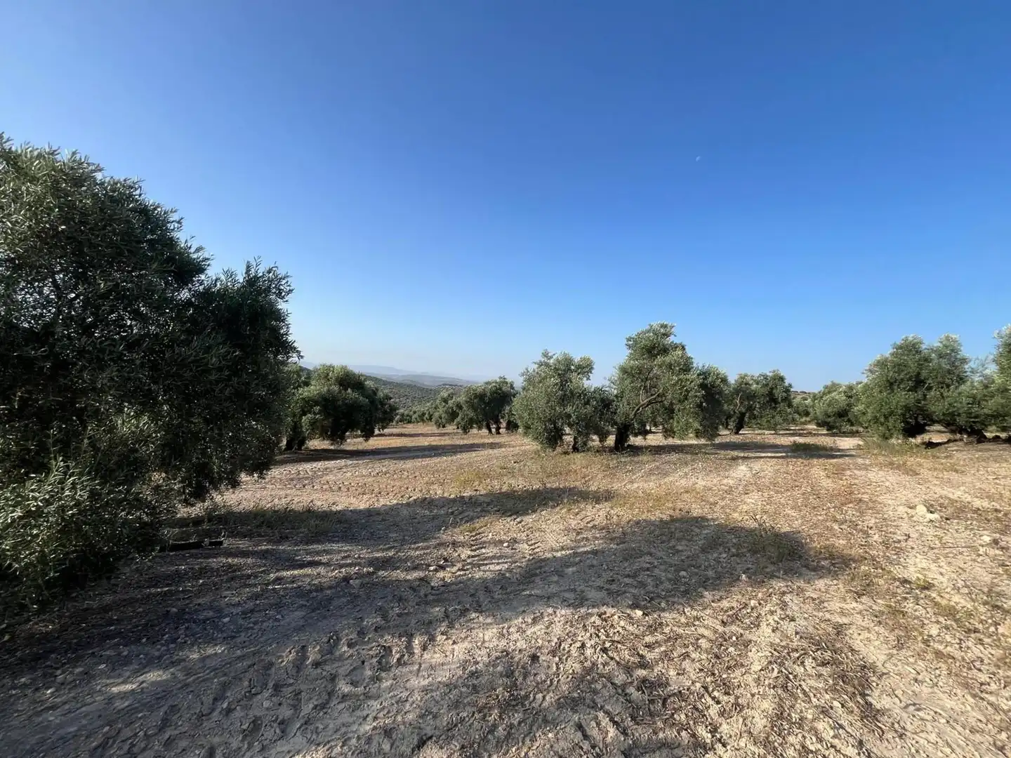 Finca rústica en venta en Lucena
