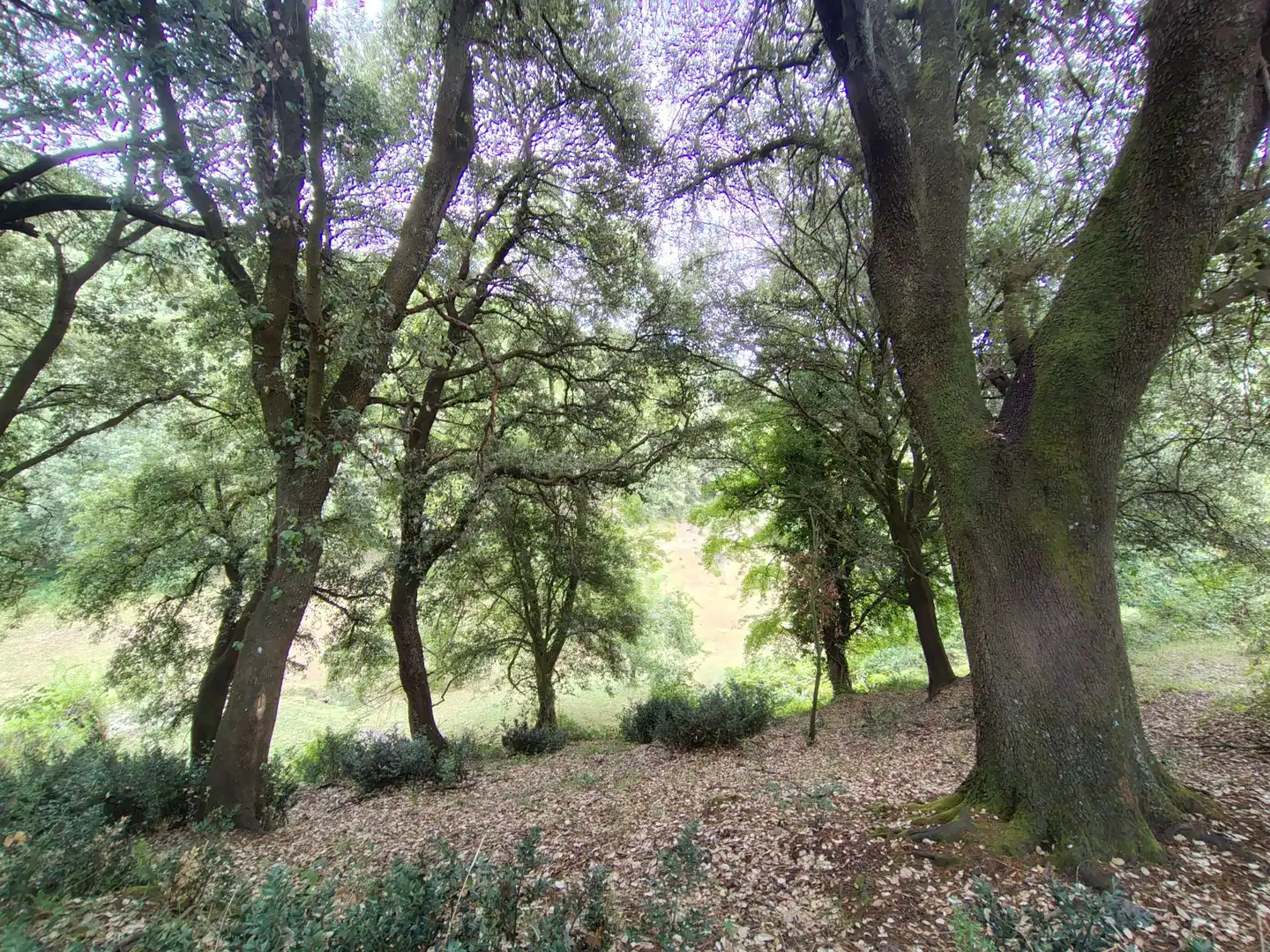 Jardí de Finca rústica en venda en Urduña / Orduña