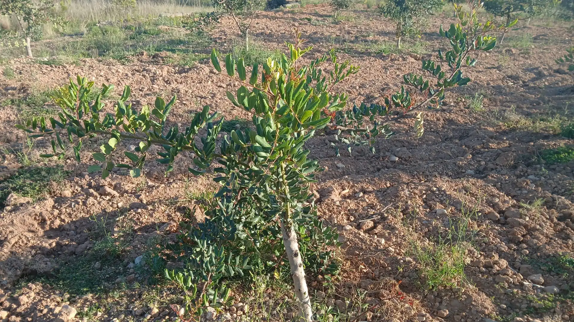 Terreny rústic en venda a Turís, imagen 3