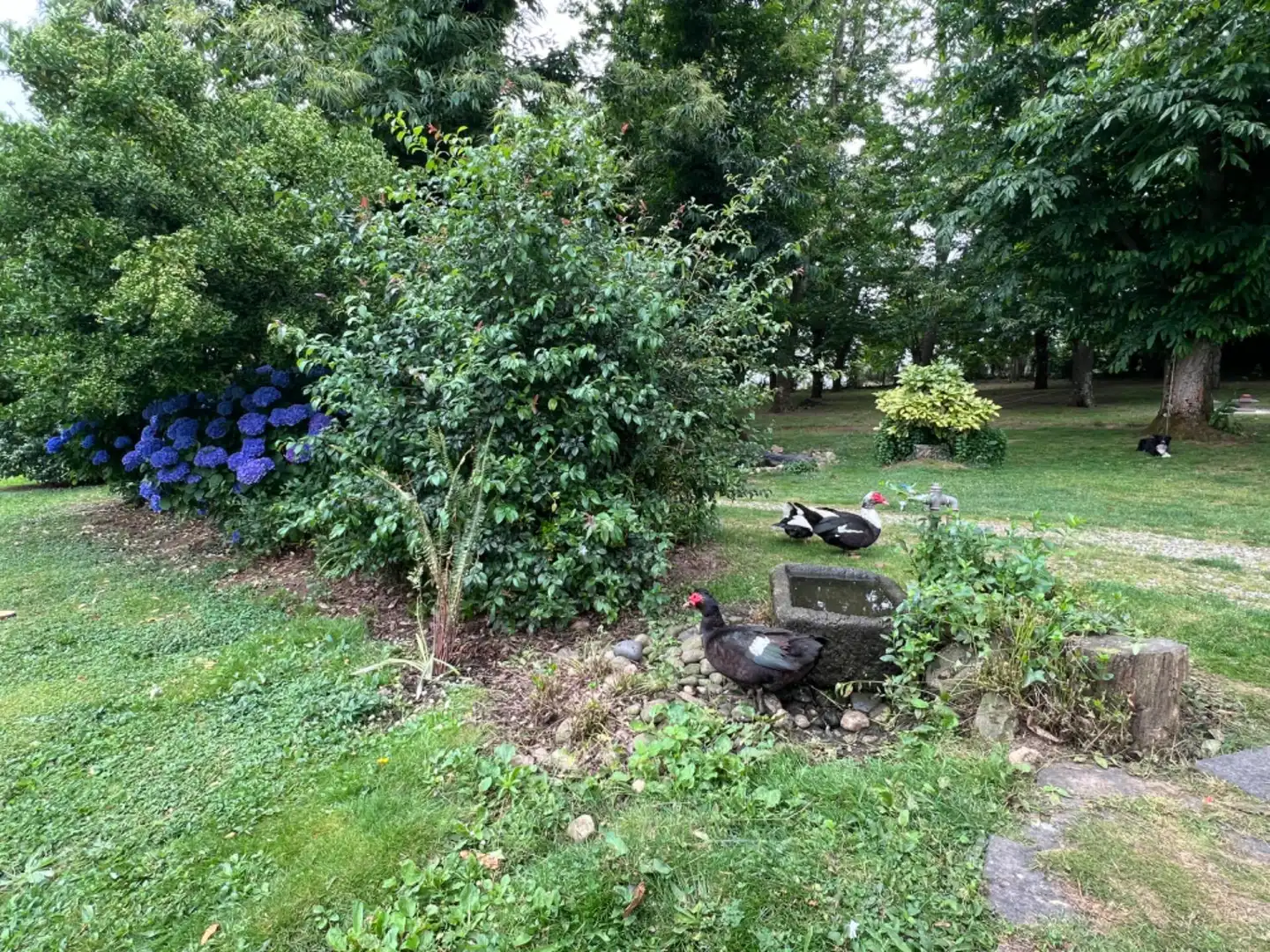 Jardí de Casa o xalet en venda en Celanova amb Calefacció, Jardí privat i Terrassa