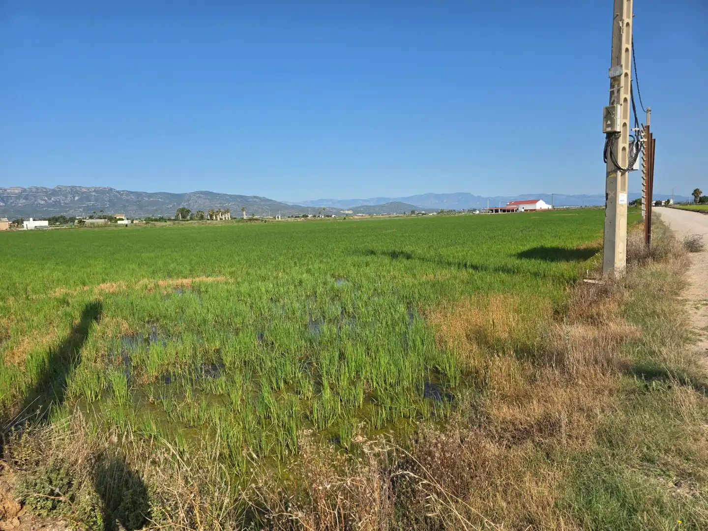 Terrain rustique à vendre à Eucaliptus- Poble Nou del Delta, imagen 3