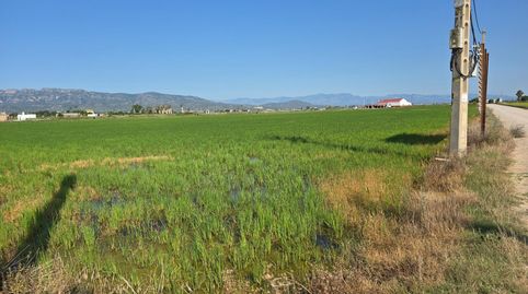 FINCA DE ARROZ EN LENCANYISSADA, imatge 3