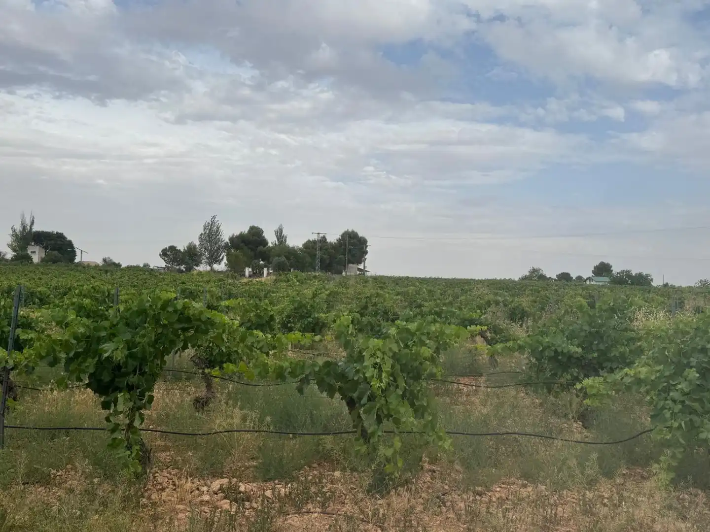 Houses for sale in Daimiel