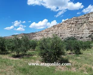 Land for sale in Nonaspe