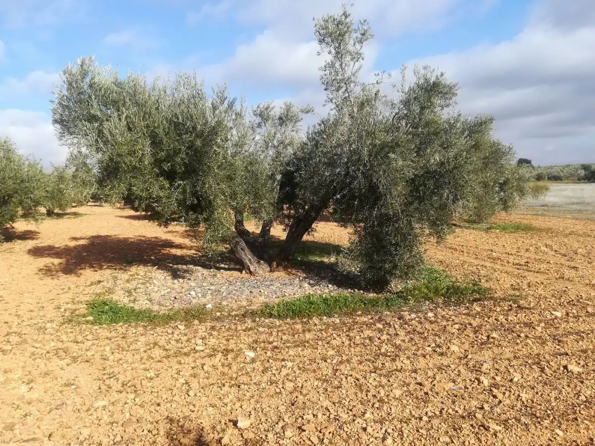 Terreno rustico in vendita a Valdepeñas, imagen 2